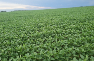 Fazenda para venda em Dourados